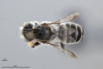 Media type: image;   Entomology 793797 Aspect: habitus dorsal view